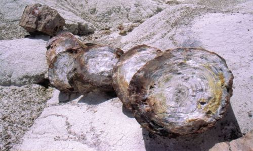 Zdjęcie USA / Arizona / Petrified Forest National Park / Skamieniałe Drzewo