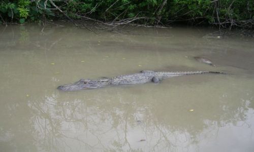 Zdjecie USA / Floryda / Everglades / pan i wadca bagien