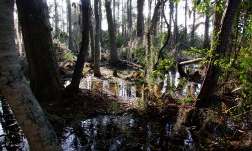 Zdjecie USA / - / Georgia / Okefenokee Swamp  / las z krainy fantasy