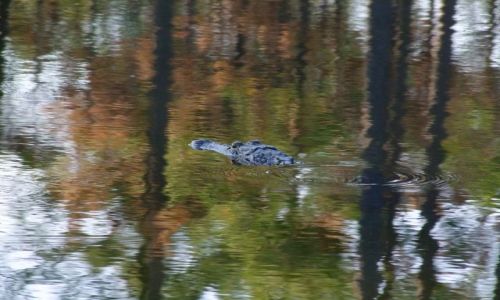 Zdjęcie USA / - / Georgia / Okefenokee Swamp  / polowanko 2
