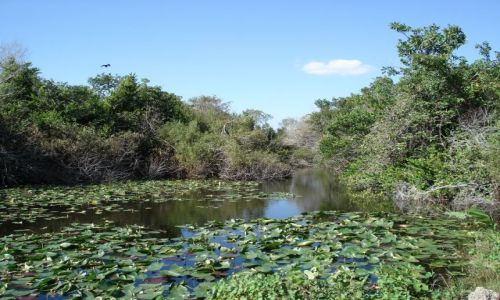 Zdjęcie USA / Floryda / Park Narodowy Everglades / Krajobraz Everglades