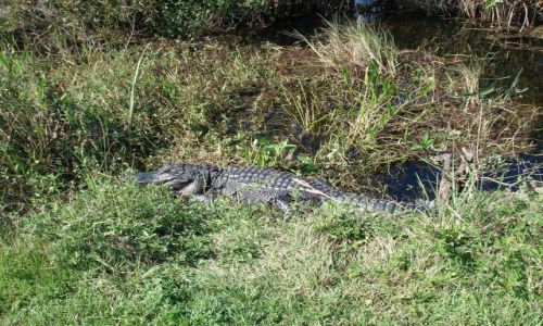 Zdjęcie USA / Floryda / Park Narodowy Everglades / Aligator