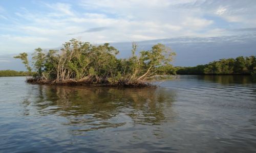 Zdjęcie USA / Floryda / Park Narodowy Everglades / Archipelag Dziesięciu Tysięc Wysp