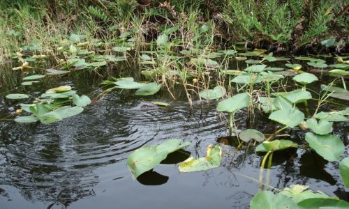 Zdjęcie USA / Floryda / Park Narodowy Everglades / Dobrze się maskuję ?