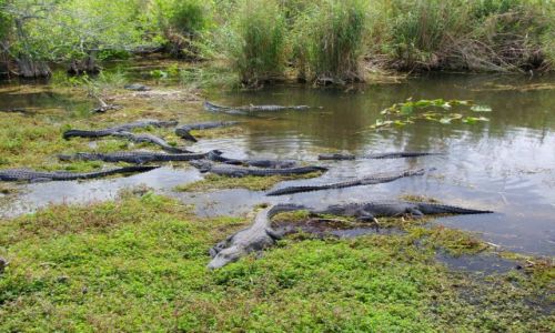 Zdjecie USA / - / Floryda / Everglades NP / zatoczka aligatorow
