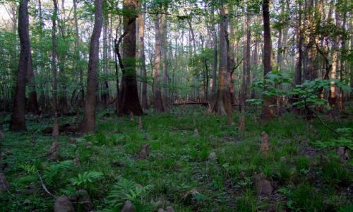 Zdjęcie USA / - / Karolina Poludniowa / Congaree NP / Park Narodowy Congaree 3
