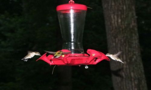 Zdjcie USA / - / Iowa / McGregor /  Pikes Peak SP / kolibry