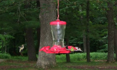 Zdjcie USA / - / Iowa / McGregor /  Pikes Peak SP / kolibry 2