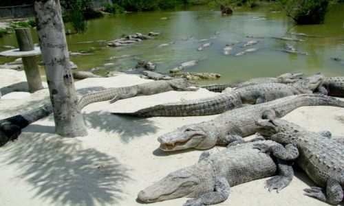 Zdjęcie USA / - / Floryda / Florida City / farma aligatorow