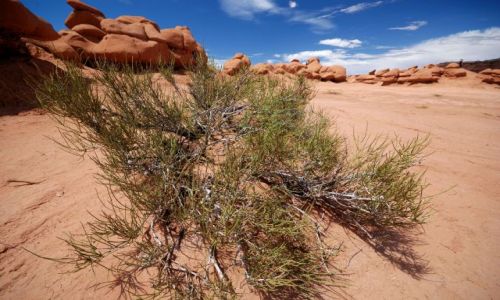 Zdjęcie USA / Utah / Goblin Valley State Park / Goblin Valley