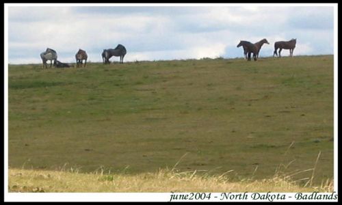 Zdjęcie USA / Dakota Polnocna / dzikie stado mustangow  - badlands / Badlands - Park Narodowy - North Dakota - mustangi