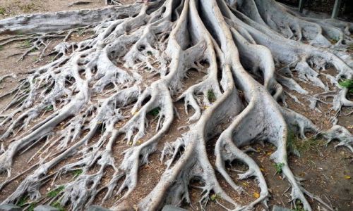 Zdjęcie USA / California / Balboa Park w San Diego / Życiodajne macki