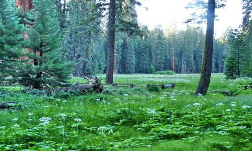 Zdjęcie USA / California / Sequoia NP / W lesie wielkich sekwoi
