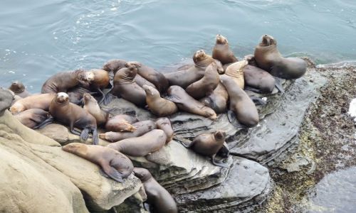 Zdjecie USA / California / San Diego / Zbiorowisko fok na La Jolla