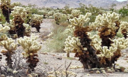 Zdjęcie USA / California / Joshua Tree NP / Młode drzewka Joshuy przy scenic drive