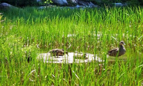 Zdjęcie USA / California / Yosemite NP / Kacza rodzinka