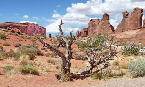 USA / Utah / Arches NP / Wysuszona ro¶linno¶æ z dolinie