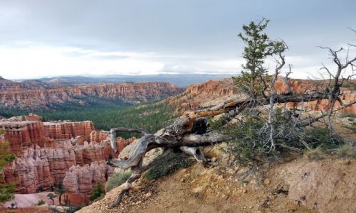 Zdjęcie USA / Utah / Bryce Canyon NP / Bryce Point w pochmurny dzień