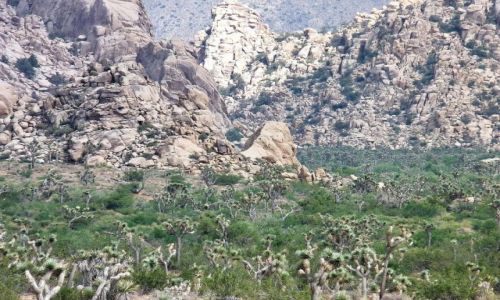 Zdjęcie USA / California / Joshua Tree NP / Skały na zielonej pustyni