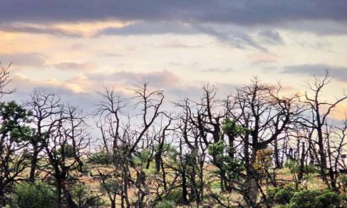 Zdjęcie USA / Colorado / Mesa Verde NP / Spalony las o zachodzie słońca