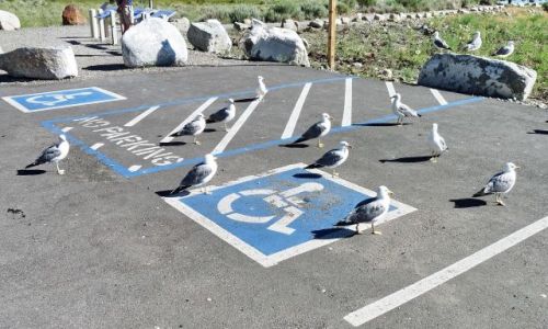 Zdjęcie USA / California / Mono Lake / Nieprzepisowe mewy