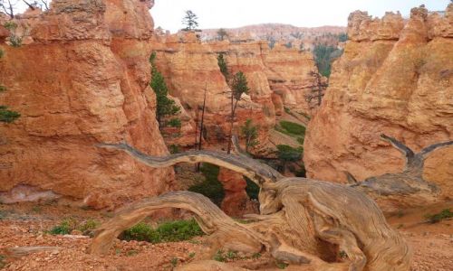 Zdjęcie USA / Utah / Bryce Canyon NP / Marsjański krajobraz