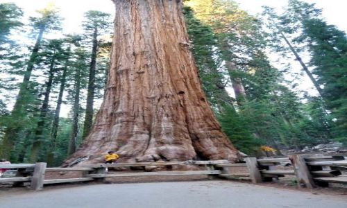 Zdjęcie USA / California / Sequoia NP / Na prawdę grube drzewo - Sherman Tree