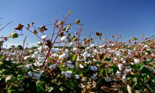 Zdjęcie USA / - / Arkansas / bawelniane pole