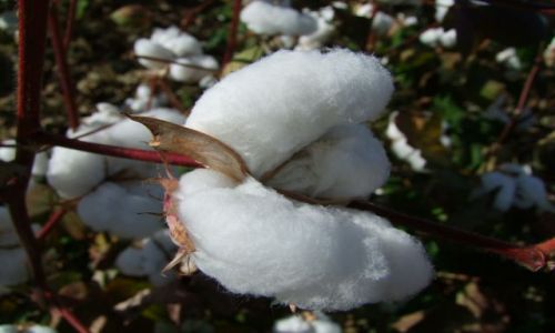 Zdjęcie USA / - / Arkansas / bawelna