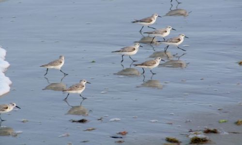 Zdjęcie USA / - / Floryda / Florida Keys  / polowanie