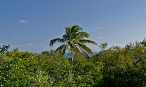 Zdjęcie USA / - / Floryda / Florida Keys / Long Key / samotna