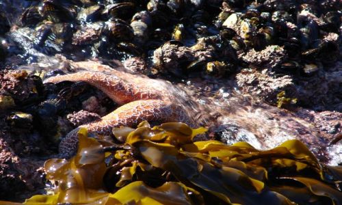 Zdjecie USA / Wybrzee Pacyfiku, Point Lobos / Kalifornia / Rozgwiazda