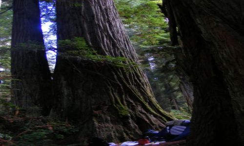 Zdjęcie USA / Kaliwfornia / Redwoods forest / Noc wsrod Gigantow