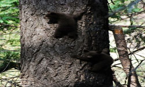 Zdjecie USA / Kalifornia / Yosemite N.P. / MALE NIEDZWIEDZIE