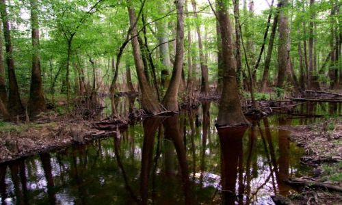 Zdjęcie USA / - / Karolina Poludniowa / Congaree NP / magiczny las