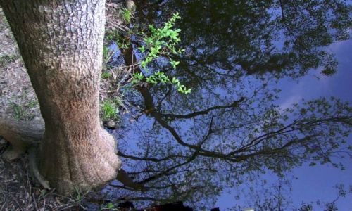 Zdjecie USA / - / Karolina Poludniowa / Congaree NP / lusterko