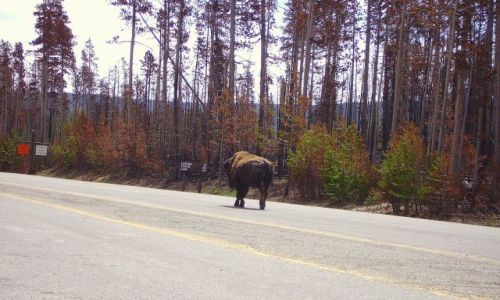Zdjecie USA / Wyoming / Park Yellowston / pan i wadca Yellowston
