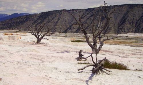 Zdjecie USA / Wyoming / Park Yellowston / zatrzymane.....  w Mamoth Springs