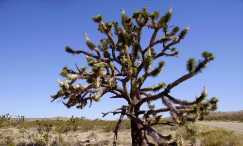Zdjęcie USA / Nevada / pustynia Mojave / Joshua Tree na Mojave Desert