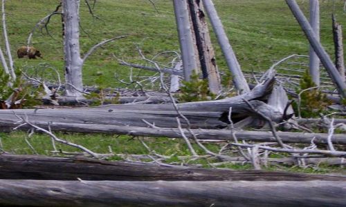 Zdjecie USA / Wyoming / Yellowstone Nat.Park / ....oto mi, mi jest bardzo grzeczny dzi...