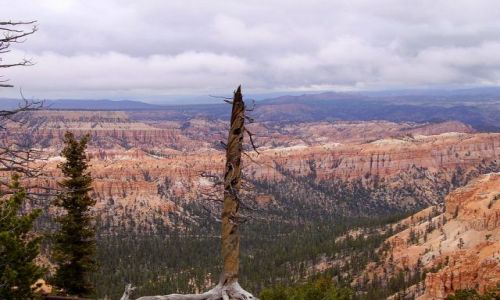 Zdjecie USA / Arizona / Bryce Canyon / przemijanie.....w Bryce Canyon