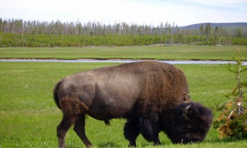 Zdjcie USA / Wyoming / Yellowstone Nat.Park / po prostu ..bizon z Yellowstone
