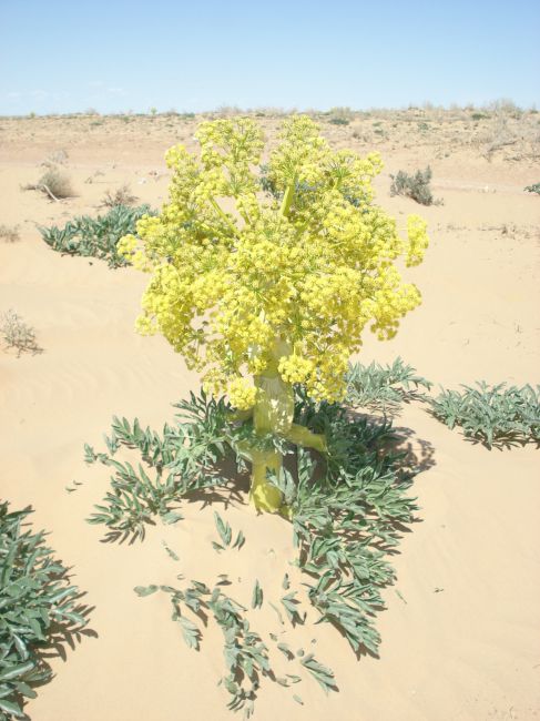 Zdjęcia: Pustynia Kyzył Kum, Karakałpakstan, Foto co to ..., UZBEKISTAN Zdjęcia: Pustynia Kyzył Kum, Karakałpakstan, Foto co to ..., UZBEKISTAN