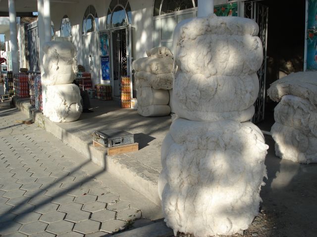 Zdjęcia: Samarkanda, Wilojat Samarkandy, Bele bawełny, UZBEKISTAN Zdjęcia: Samarkanda, Wilojat Samarkandy, Bele bawełny, UZBEKISTAN