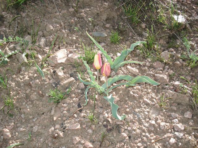 Zdjęcia: Chimgan, Taszkient, Tulipany, UZBEKISTAN Zdjęcia: Chimgan, Taszkient, Tulipany, UZBEKISTAN