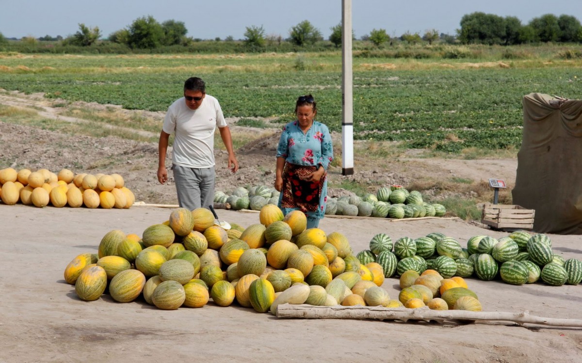 Zdjęcia: Karakałpacja, Zakup melonów przy drodze, UZBEKISTAN Zdjęcia: Karakałpacja, Zakup melonów przy drodze, UZBEKISTAN