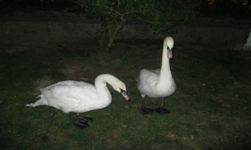 Zdjęcie UZBEKISTAN / Uzbekistan  -  Taszkient / Uzbekistan  -  Taszkient / Łabędzie  -  Taszkient