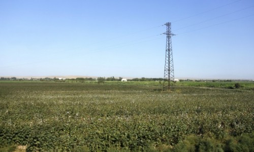Zdjcie UZBEKISTAN / Surchandaria / Termez / Uprawa baweny