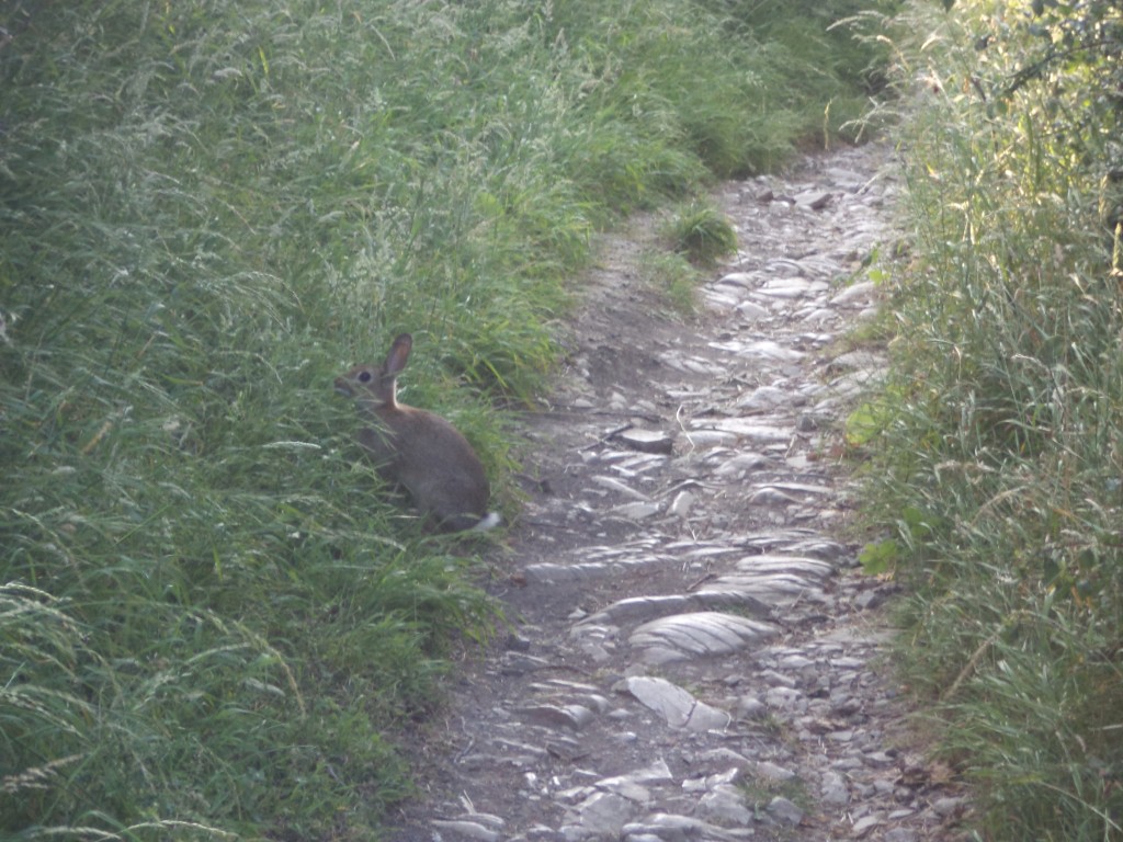 Zdjęcia: southerndown, uk, królik, WALIA Zdjęcia: southerndown, uk, królik, WALIA