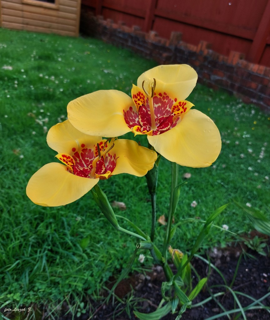 Zdjęcia: Swansea., Swansea., Tygrysówka Pawia., WALIA Zdjęcia: Swansea., Swansea., Tygrysówka Pawia., WALIA